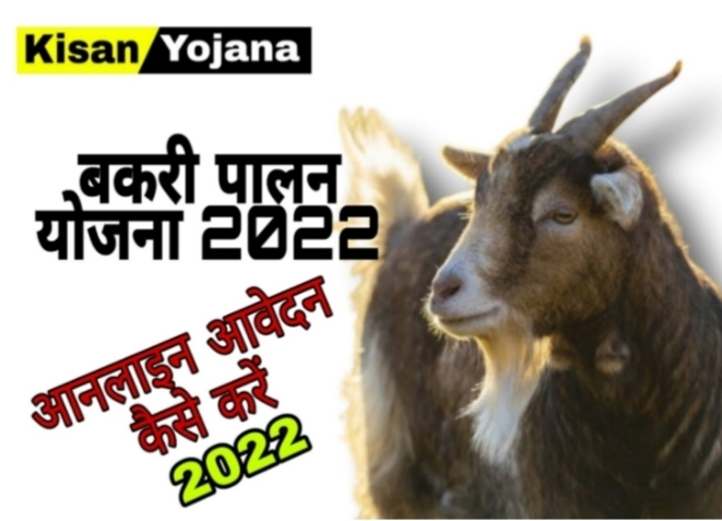 बकरी पालन लोन योजना 2023, 90% तक मिलेगी सब्सिडी, Free | Bakri palan Yojana 2023