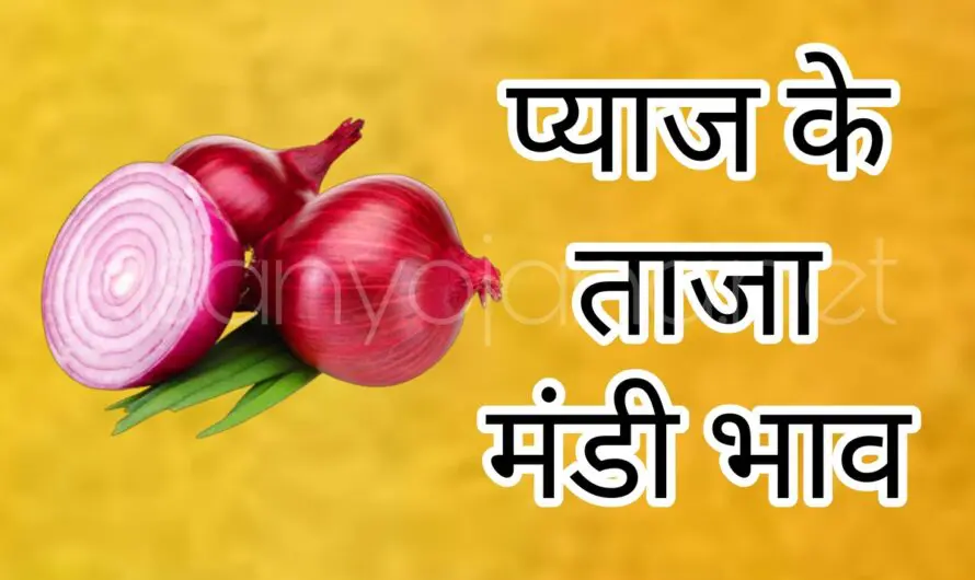 Onion Mandi Bhav: प्याज के भाव में 400रु. का उछाल, महंगा होगा खुदरा प्याज, देखें थोक और मंडी भाव