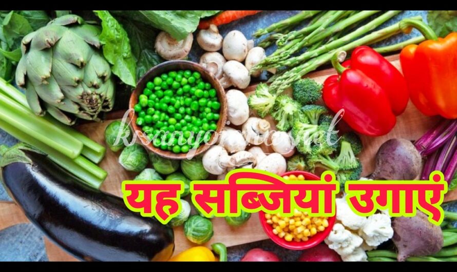 Kisan News: किसान इस मौसम में इन सब्जियों की बुवाई करें,इन सब्जियों से होगा अधिक मुनाफा