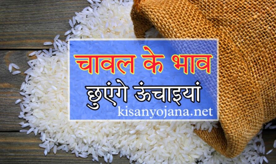 Rice Price Today: चावल की कीमतों में आ सकता है जोरदार उछाल, देखिए क्या है इसकी वजह