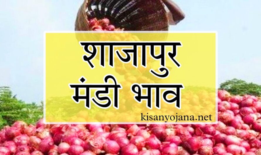 शाजापुर मंडी में प्याज में शानदार तेजी, देखें अन्य फसलों की ताजा तेजी मंदी रिपोर्ट
