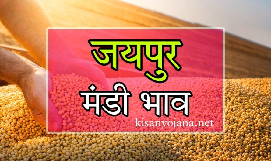 Jaipur Mandi Bhav: जयपुर मंडी में प्याज के भावों में लौटी तेजी, देखें सभी फसलों के ताजा भाव और दैनिक रिपोर्ट
