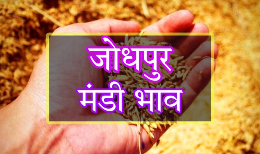 mandi Bhav: जोधपुर मंडी में जीरा 26,900 रूपए प्रति क्विंटल बिका, देखें अन्य फसलों के ताजा भाव