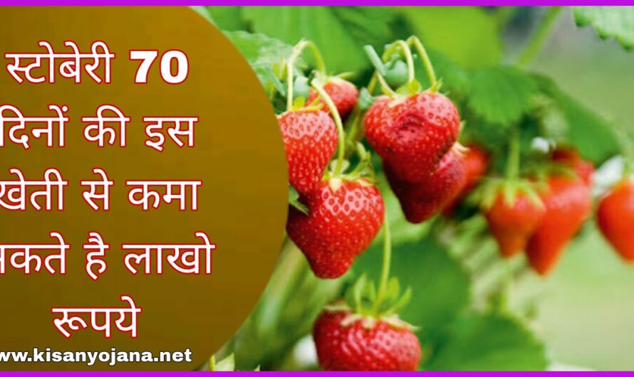Strawberry ki kheti: 70 दिनों की इस खेती से कमा सकते है लाखो रूपये, कम समय में अधिक पैसा कमाए