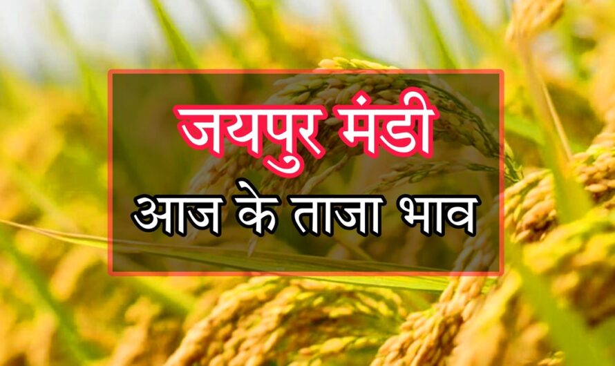 Mandi Bhav: जयपुर मंडी में मूंगफली 6700 बिकी, देखें अन्य फसलों के ताजा भाव