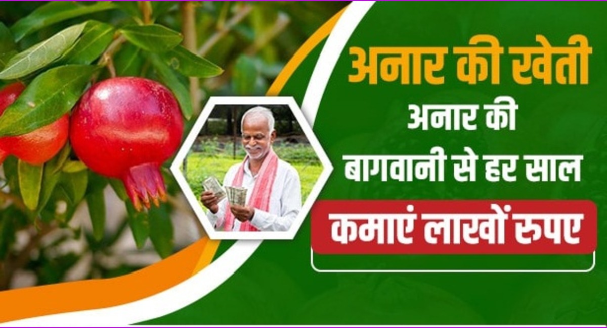 news pomegranate cultivation earn lakhs of rupees every year from pomegranate gardening 1654148105