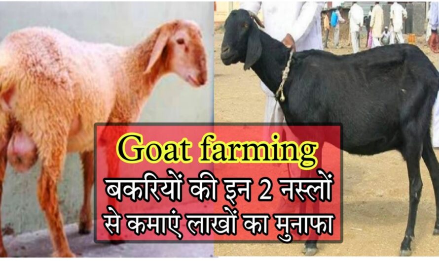Goat Farming: यह 2 नस्ल की बकरियां पालन करें और लाखों कमाएं, देखें इनकी खासियत