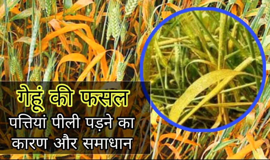Kisan News: गेहूं की फसल में पत्तियां पीली पड़ने की बीमारी, देखिए इसका कारण और समाधान