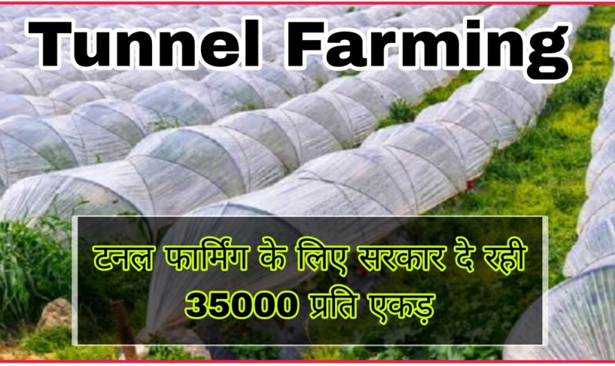 परंपरागत खेती छोड़ किसान कर रहे टनल फार्मिंग, सरकार दे रही 35 हजार रुपये प्रति एकड़