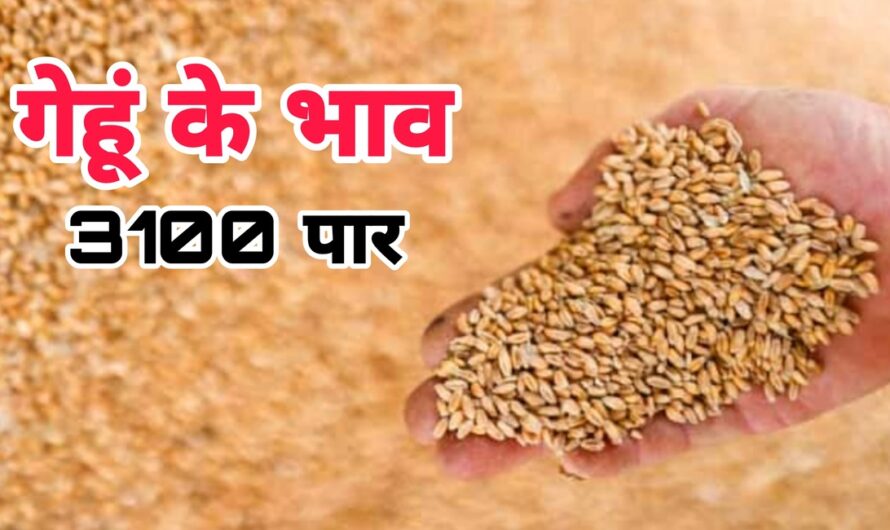 Wheat Rates: गेहूं के भाव फिर छू रहे आसमान,3000 रूपए प्रति क्विंटल बिक रहें,जानिए भाव बढ़ने के कारण