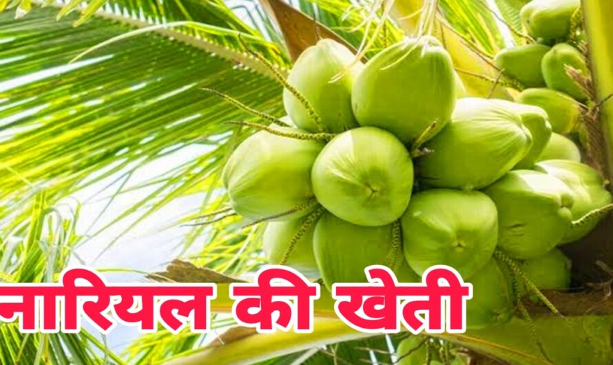 coconut Farming: नारियल की उन्नत खेती करें, देखें नारियल की खेती की संपूर्ण जानकारी