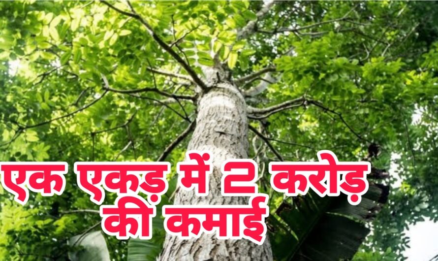 Mahogany Farming: किसान 1 एकड़ में इस पेड़ को लगाकर कमा सकते हैं 2 करोड़ रुपए, देखिए कैसे