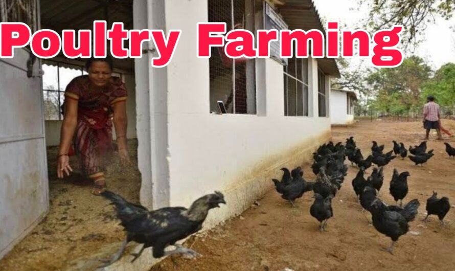 Poultry Farming: मुर्गी पालन के लिए अब नहीं पड़ेगी पोल्ट्री फार्म की जरुरत, यहां देखें नया तरीका