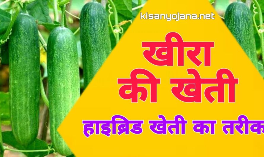Cucumber Farming: खीरा की उन्नत खेती करें, देखें बुवाई का सही तरीका और संपूर्ण जानकारी