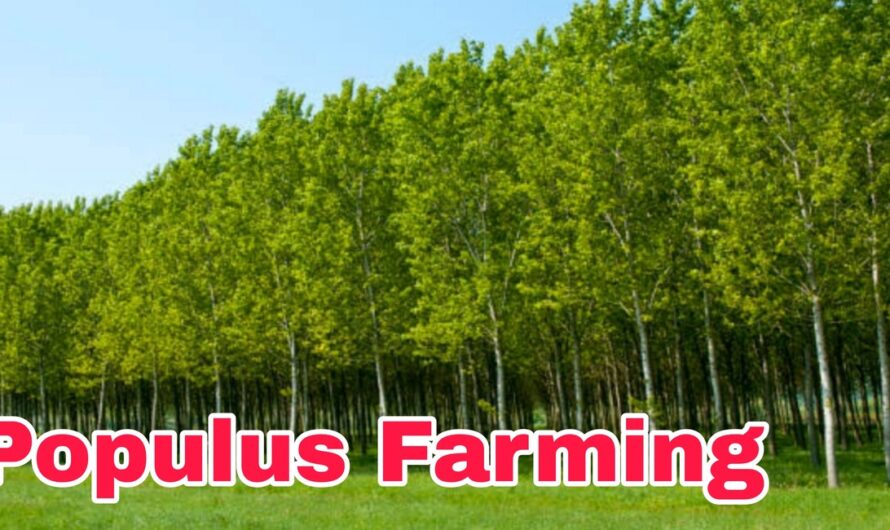 Populus Farming: पोपलर पेड़ की खेती आपके लिए हो सकती है फायदेमंद साबित, देखिए कैसे करें खेती
