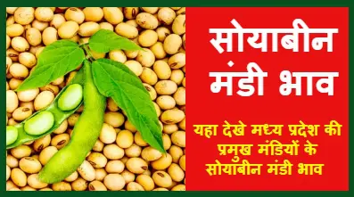 Soybean Mandi Bhav 1