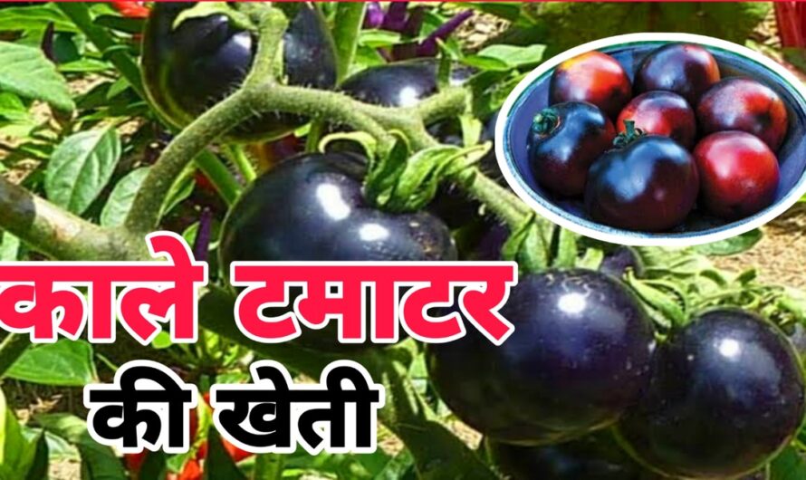 Black Tomato Farming: काले टमाटर की खेती देंगी आपको बंपर मुनाफा, देखिए कैसे करनी है खेती