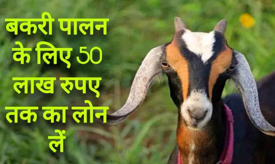 Goat Farming: पशुपालकों को 500 बकरियों और 25 बकरों को पालने पर मिल रहें 50 लाख, यहां करें आनलाइन आवेदन