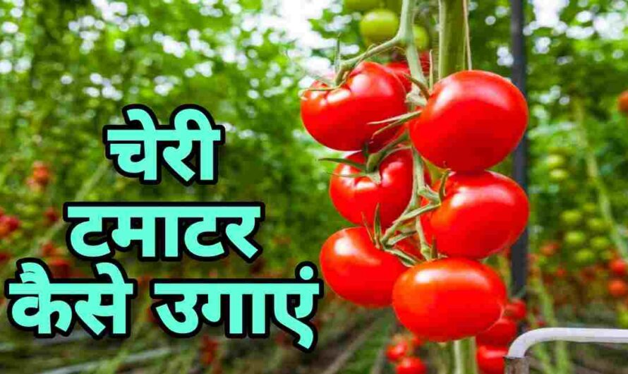 Cherry Tomatoes: चेरी टमाटर की खेती से कमाएं अधिक मुनाफा, चेरी टमाटर उगाने का आसान तरीका देखें