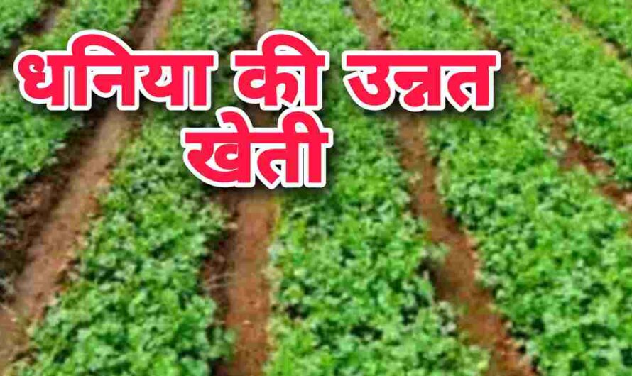 Dhaniya Farming: धनिया की खेती कर कम लागत में कमाएं अधिक मुनाफा, देखिए खेती करने का सबसे अच्छा तरीका