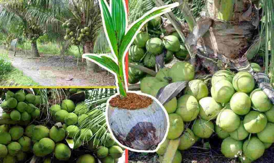 नारियल की खेती कैसे करते और कहा करते है, देखे पूरी A-to-Z जानकारी