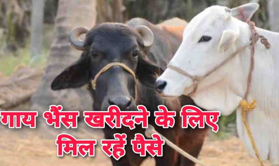 पशुपालकों के गाय भैंस खरीदने की चिंता हुई खत्म, सरकार दें रहीं पैसा, गाय भैंस खरीदने के लिए ऐसे प्राप्त करें लोन, उठाएं लाभ