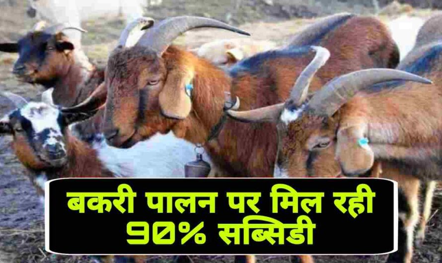 Bakri Palan: सरकार बकरी पालन करने पर दें रहीं 90% सब्सिडी,कम खर्च अधिक मुनाफा, ऐसे उठाएं लाभ