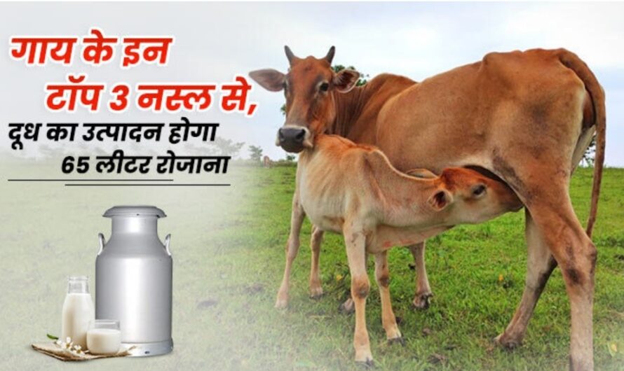 गाय की  3 शानदार नस्ल : दूध उत्पादन बढ़ाने के लिए इन नस्लों की गाय का करें पशुपालन