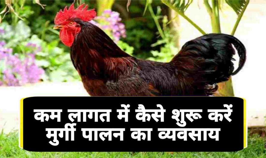 Poultry Farming 2023: मुर्गी पालन शुरू करना है तो अपनाएं यह तरीका, कम लागत में होगा अच्छा खासा मुनाफा