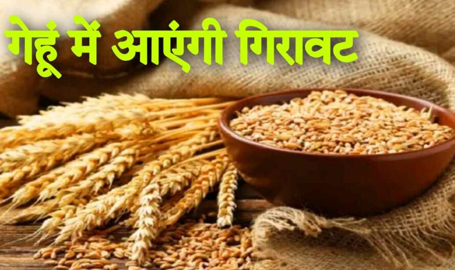 Kisan News: सरकार ने गेहूं के भाव कम करने के लिए उठाया बड़ा कदम,अब गेहूं और चावल में आएंगी गिरावट