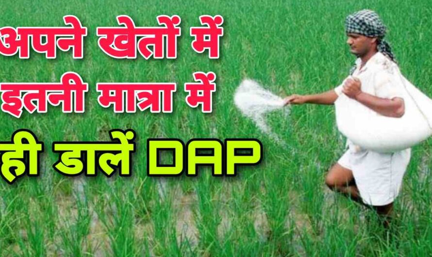 Kisan News: अपने खेत में डीएपी खाद सिर्फ इतनी मात्रा में ही डालें, देखिए डीएपी खाद का सही इस्तेमाल और मात्रा
