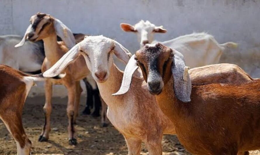Bakri Palan 2023: बकरी पालन के लिए मिल रहे सरकार की तरफ से पैसे, निशुल्क दिया जा रहा प्रशिक्षण, देखें पूरी जानकारी