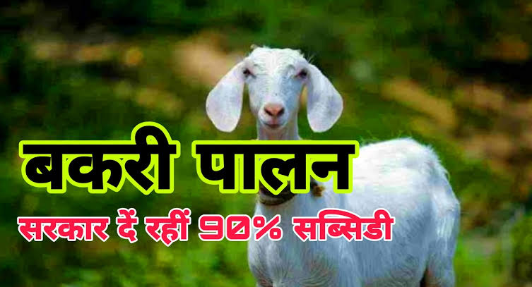 बकरी पालन के लिए सरकार दें रही 10 लाख रुपए, जल्दी यहां करें आवेदन और उठाएं योजना का लाभ
