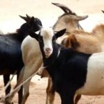 Goat Farm Subsidy Apply