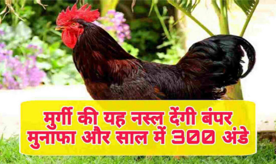 मुर्गी पालन 2023: मुर्गी की यह नस्ल देखीं आपको बंपर मुनाफा,एक साल में देंगी 300 अंडे, देखें कीमत और खासियत