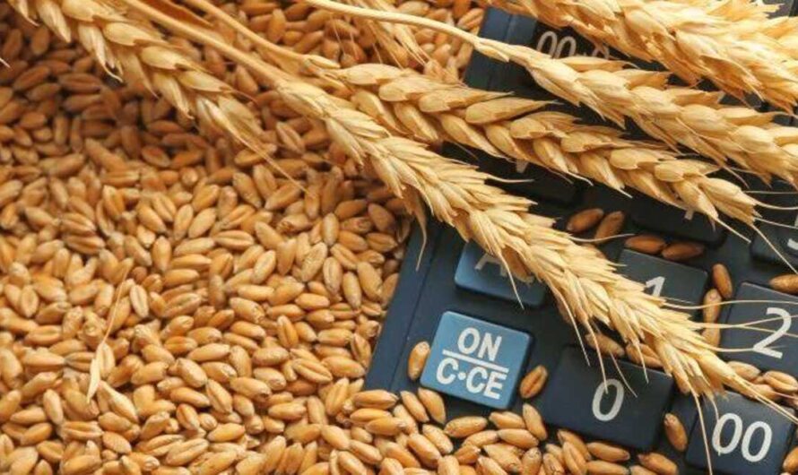 Wheat Rates: गेहूं के भाव में लगातार बन रहीं तेजी,यह क्वालिटी बिक रही 3000 रूपए प्रति क्विंटल पार