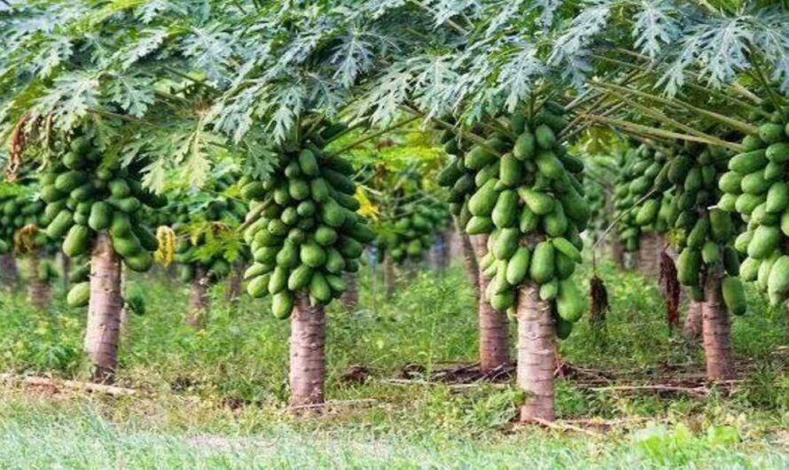 Papaya Farming: पपीता की खेती से कमाएं मुनाफा, देखें खेती करने का तरीका और संपूर्ण जानकारी
