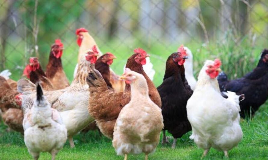 Murgi Palan 2023:यह मुर्गी कड़कनाथ मुर्गी से भी अधिक देंगी मुनाफा,इस नस्ल का एक अंडा बिकता है इतना महंगा 