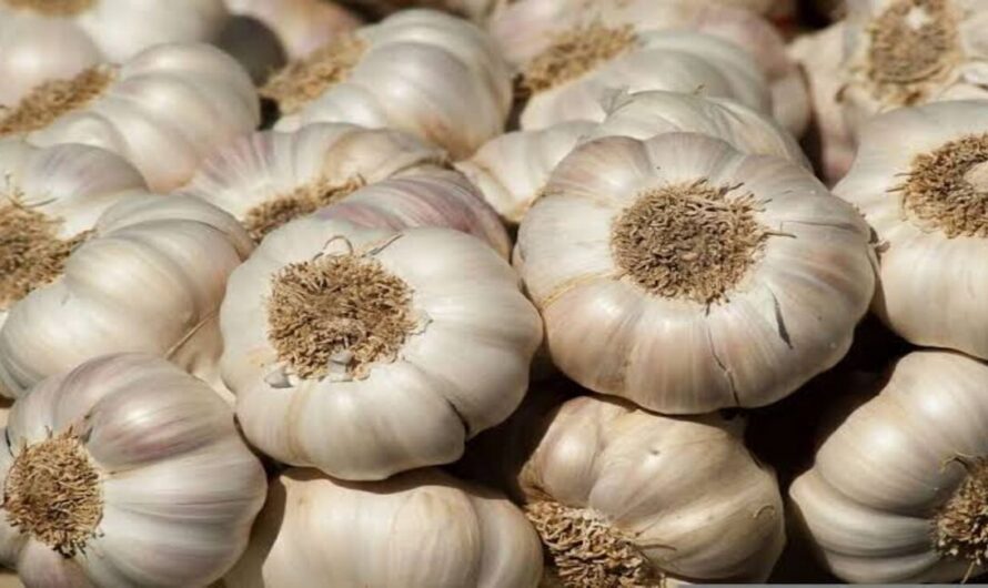 Garlic Variety: लहसुन की यह 5 किस्में देंगी आपको 200 क्विंटल प्रति हेक्टेयर उत्पादन, देखें इनके नाम और विशेषताएं 