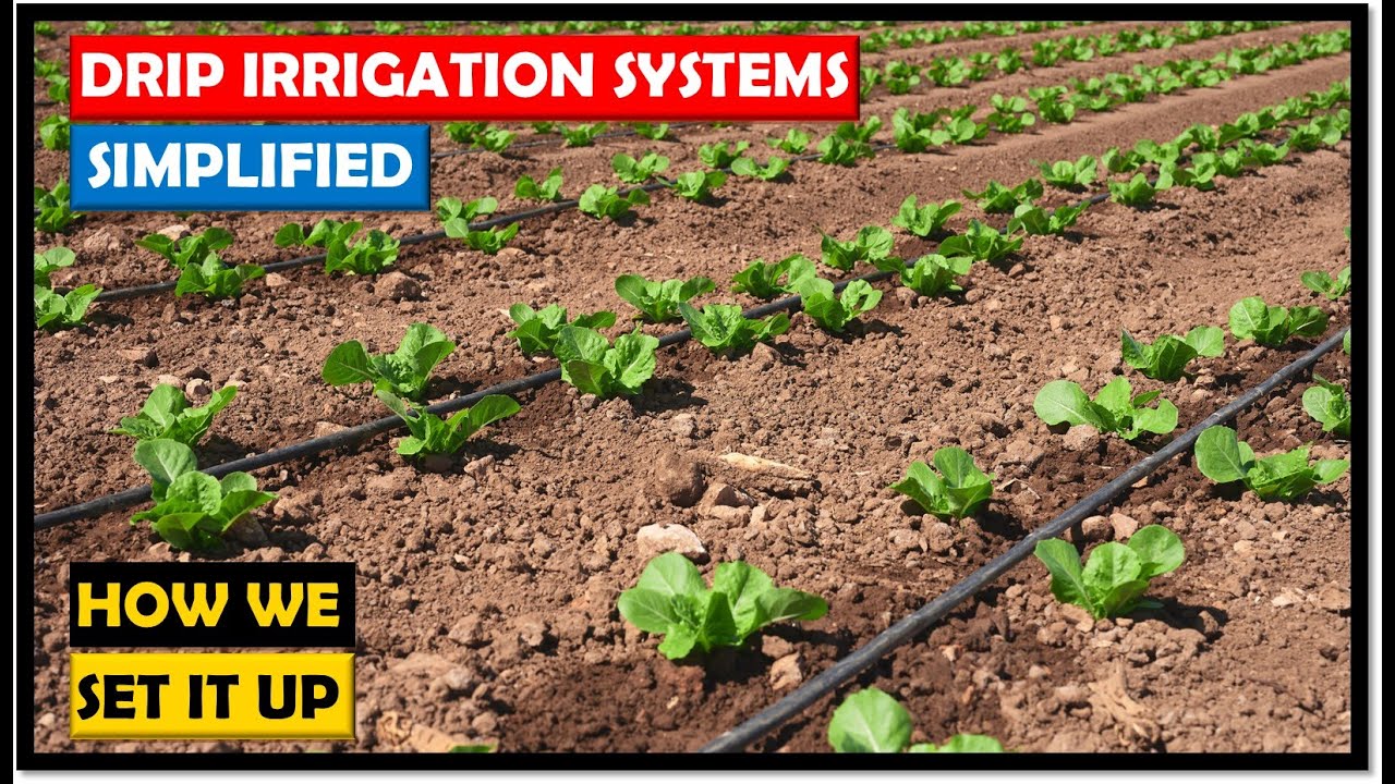 मात्र 15 हजार में Drip Irrigation System लगाने के पूरी जानकारी (1 एकड़ ड्रिप मॉडल)