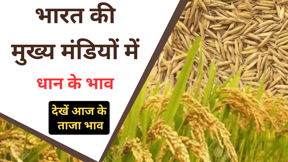 -की-मुख्य-मंडियों-में_20250706_161716_0000 HOME